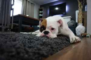white and tan english bulldog lying on black rug sedentary lifestyle