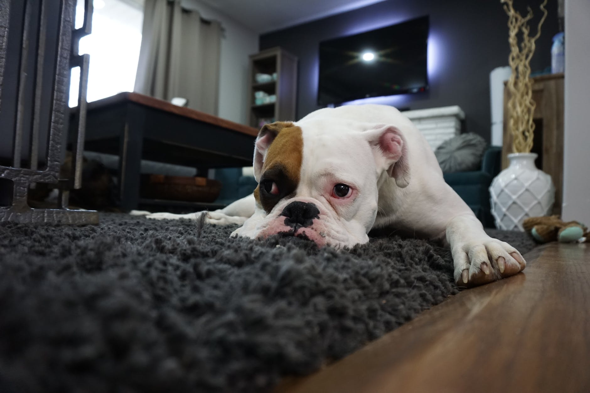 White and tan english bulldog lying on black rug sedentary lifestyle